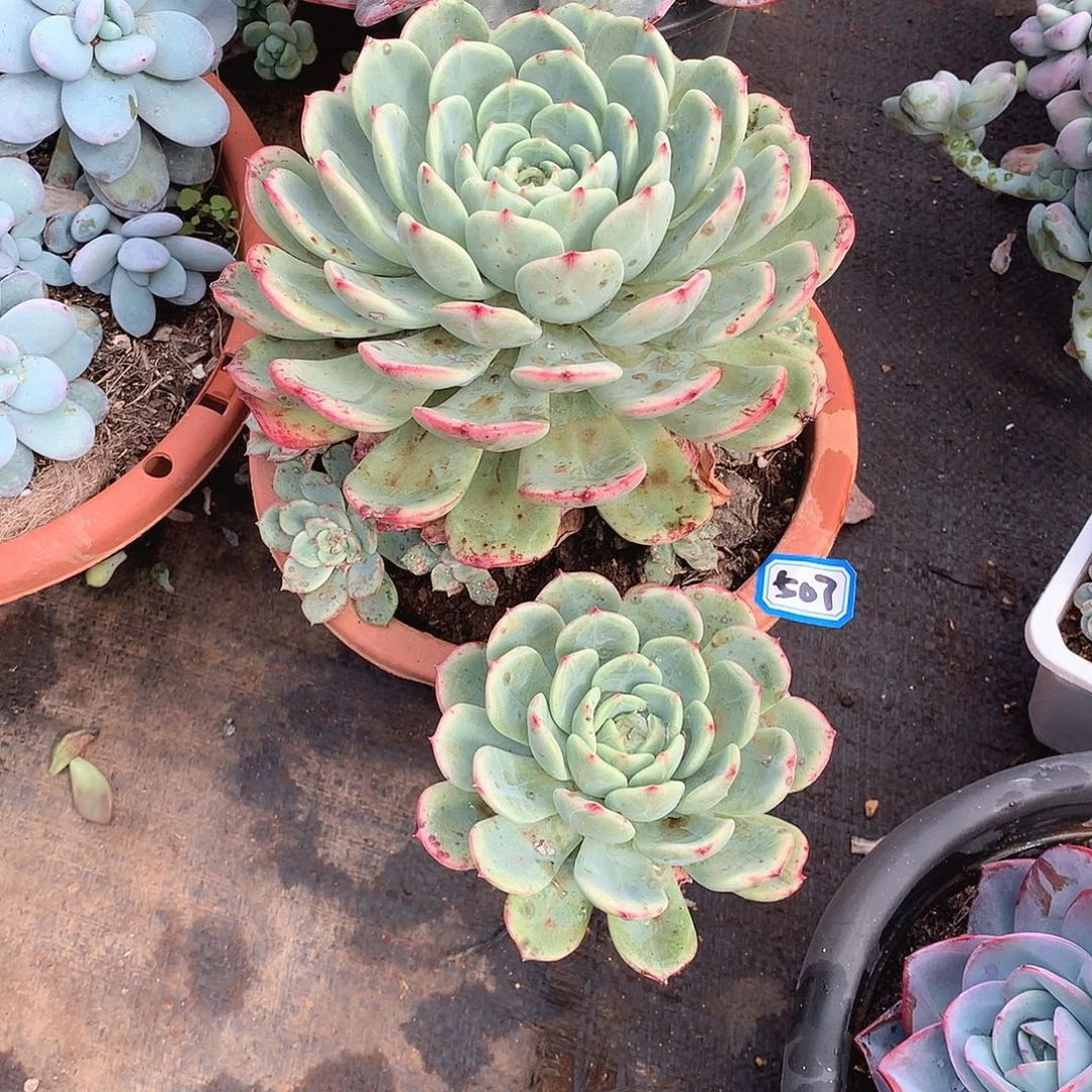 507三文鱼 一物一拍多肉