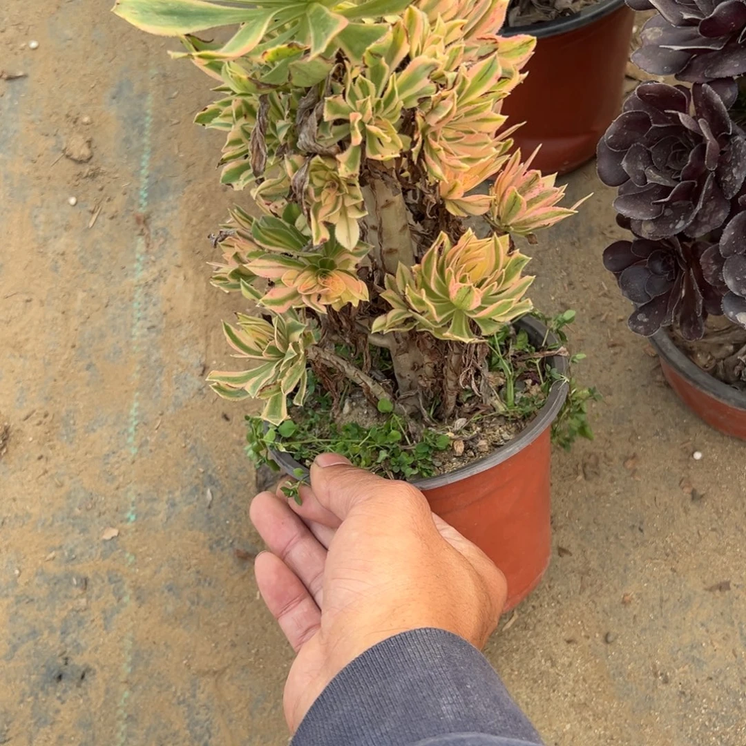 982夕颜多肉植物法师