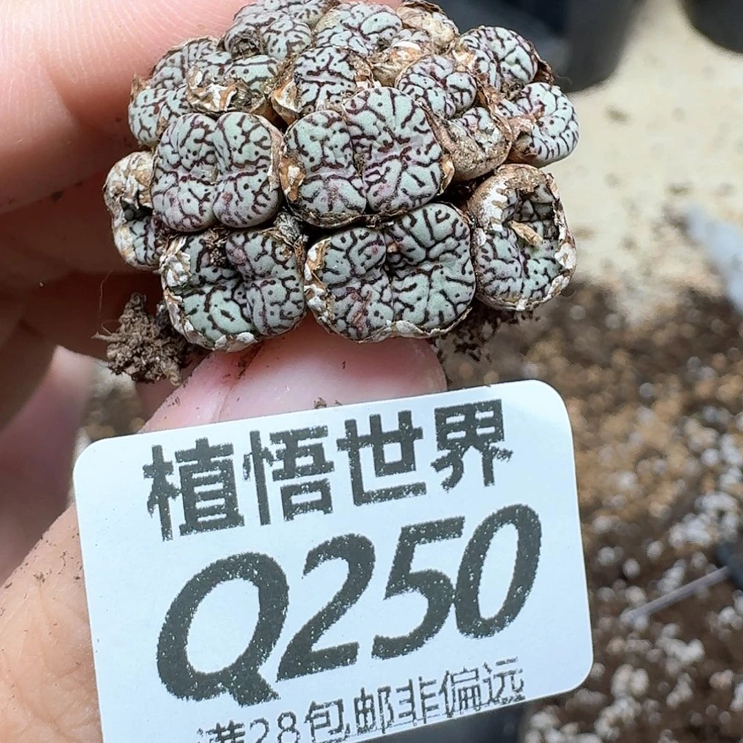 多肉植物的润泽地方