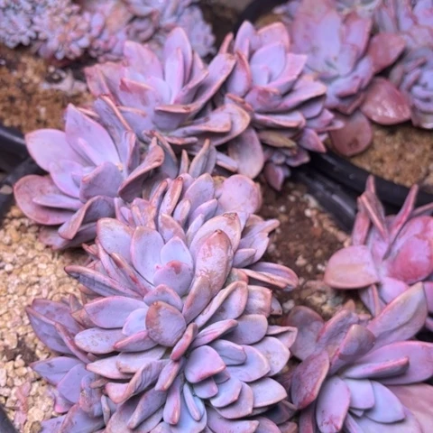 ㊒**气多肉植物的植物