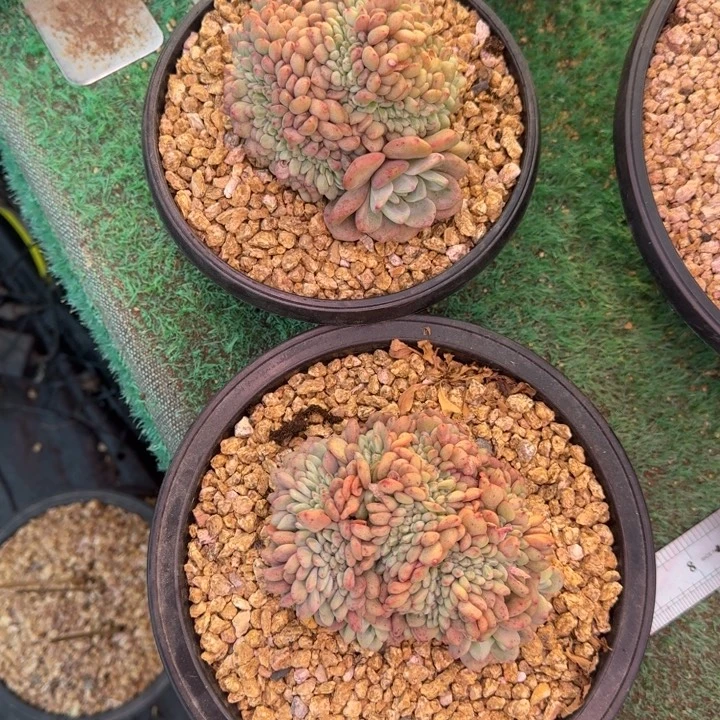 凌雪缀化无砍多肉