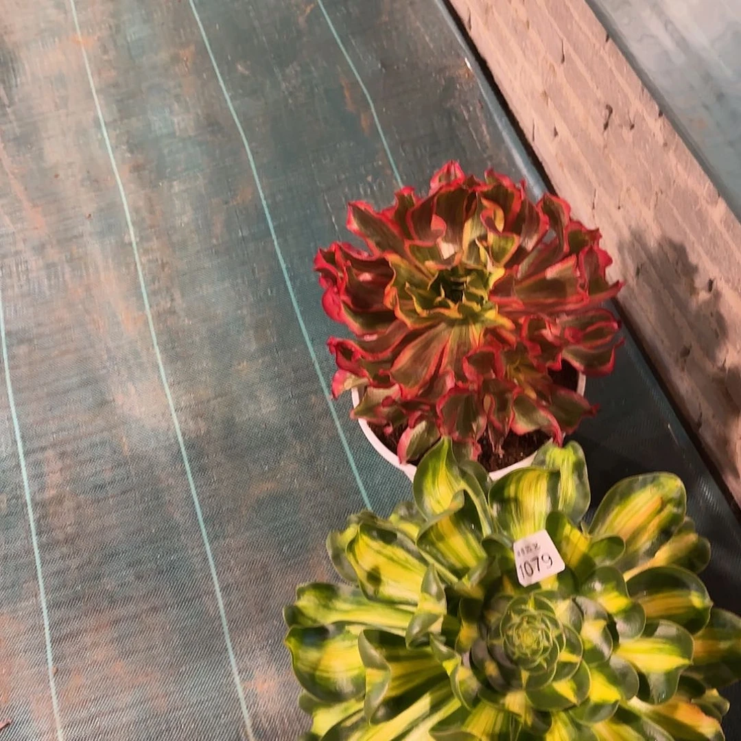 不**续多肉植物魅影1028暴君1079