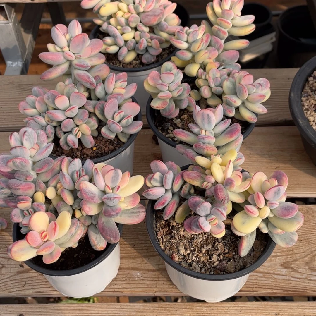 淘多肉乒乓福娘锦一个