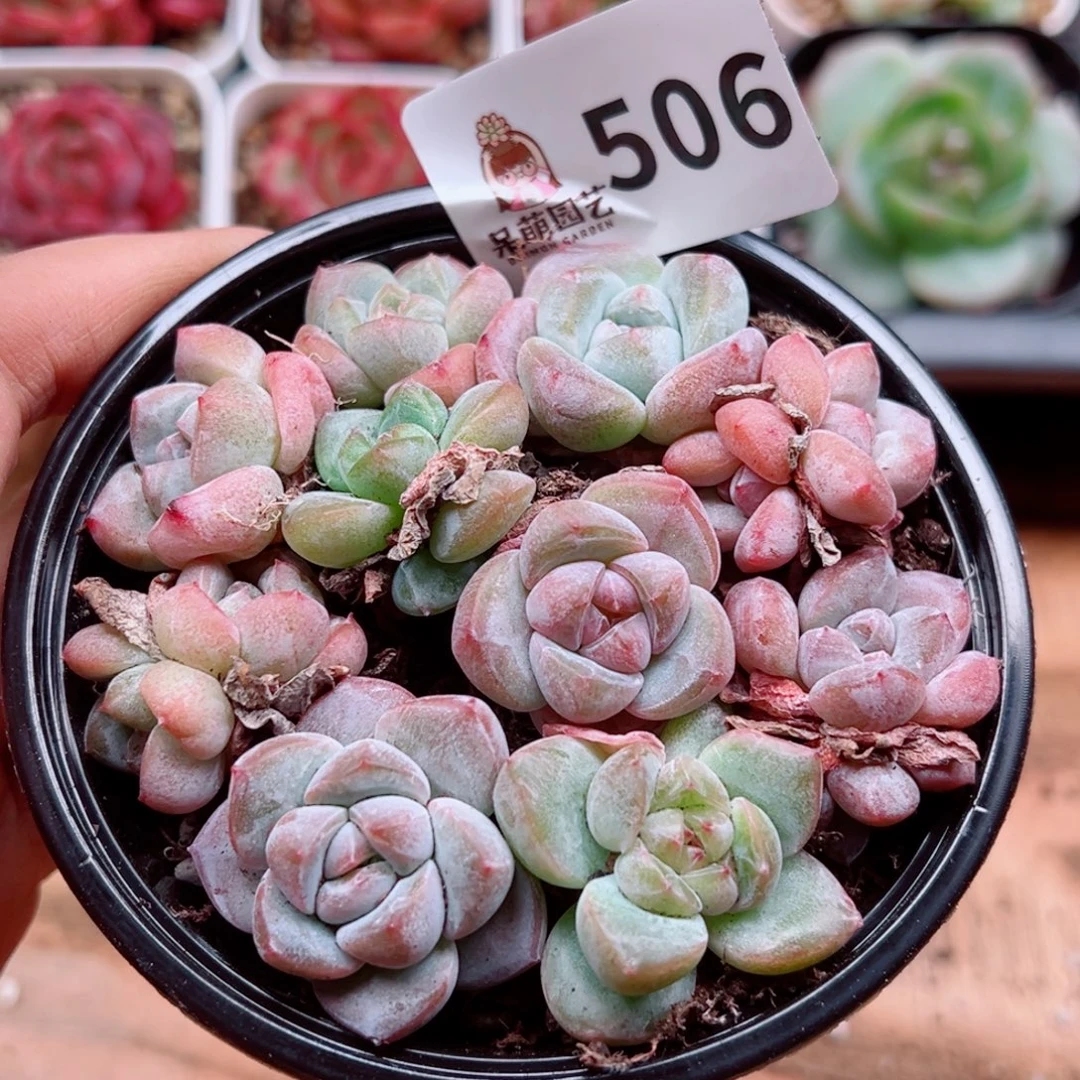 多肉植物多肉植物