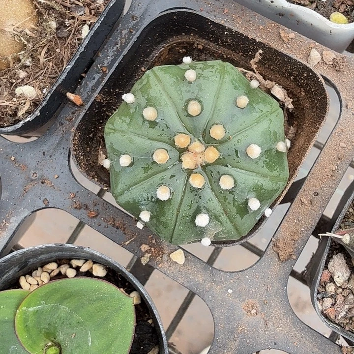 实生海星兜4仙人球