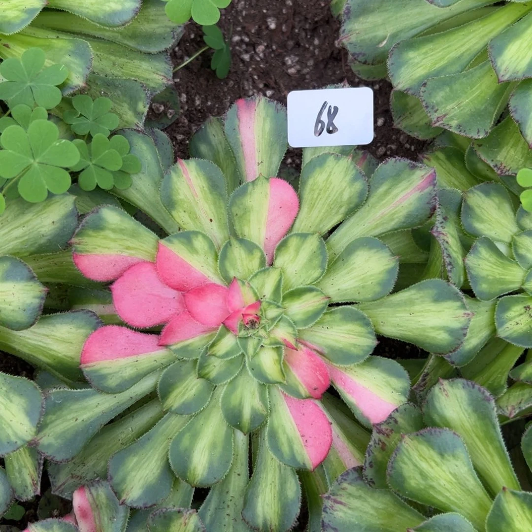68知否多肉植物系