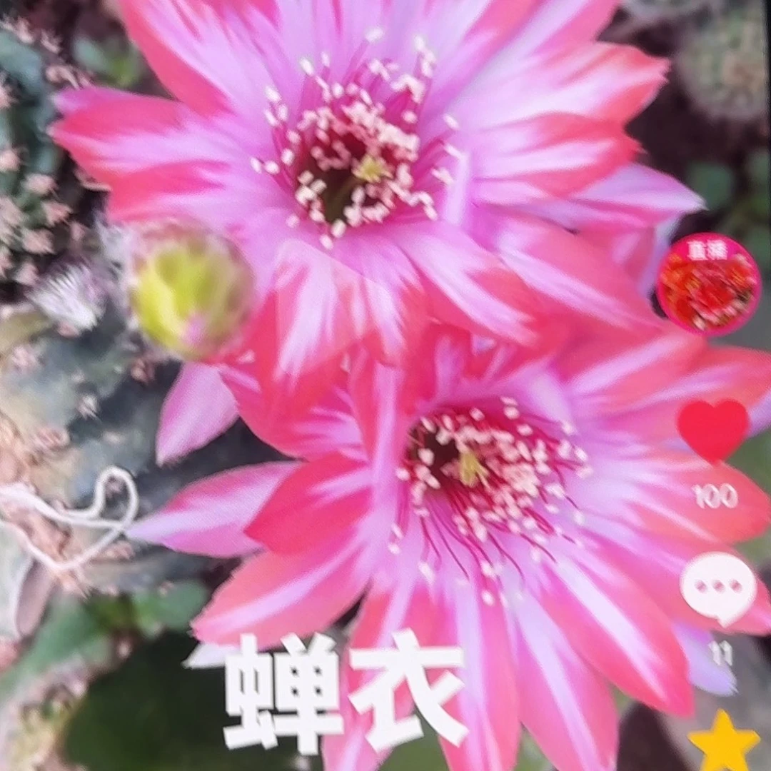 蝉衣丽花侧牙20包邮地