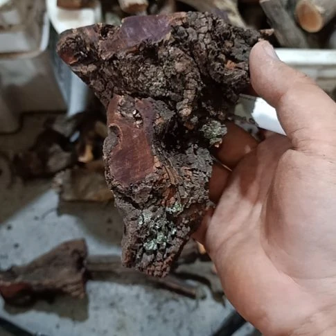 二***肉大果紫檀（缅甸花梨）