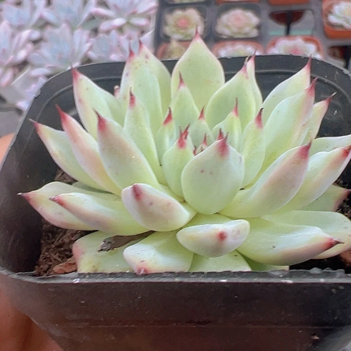 玉环精品多肉植物大战