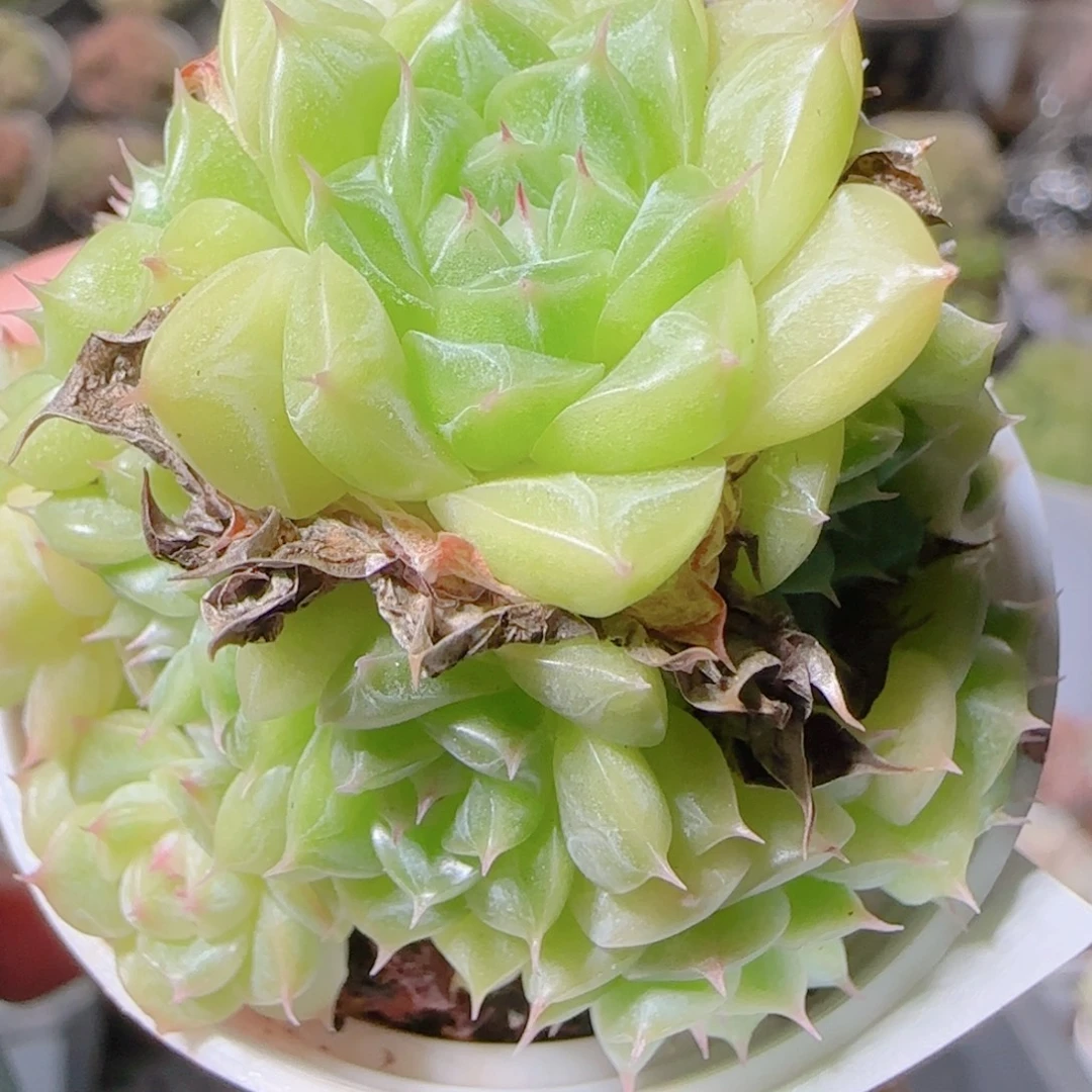 花语逸镜1103-73散