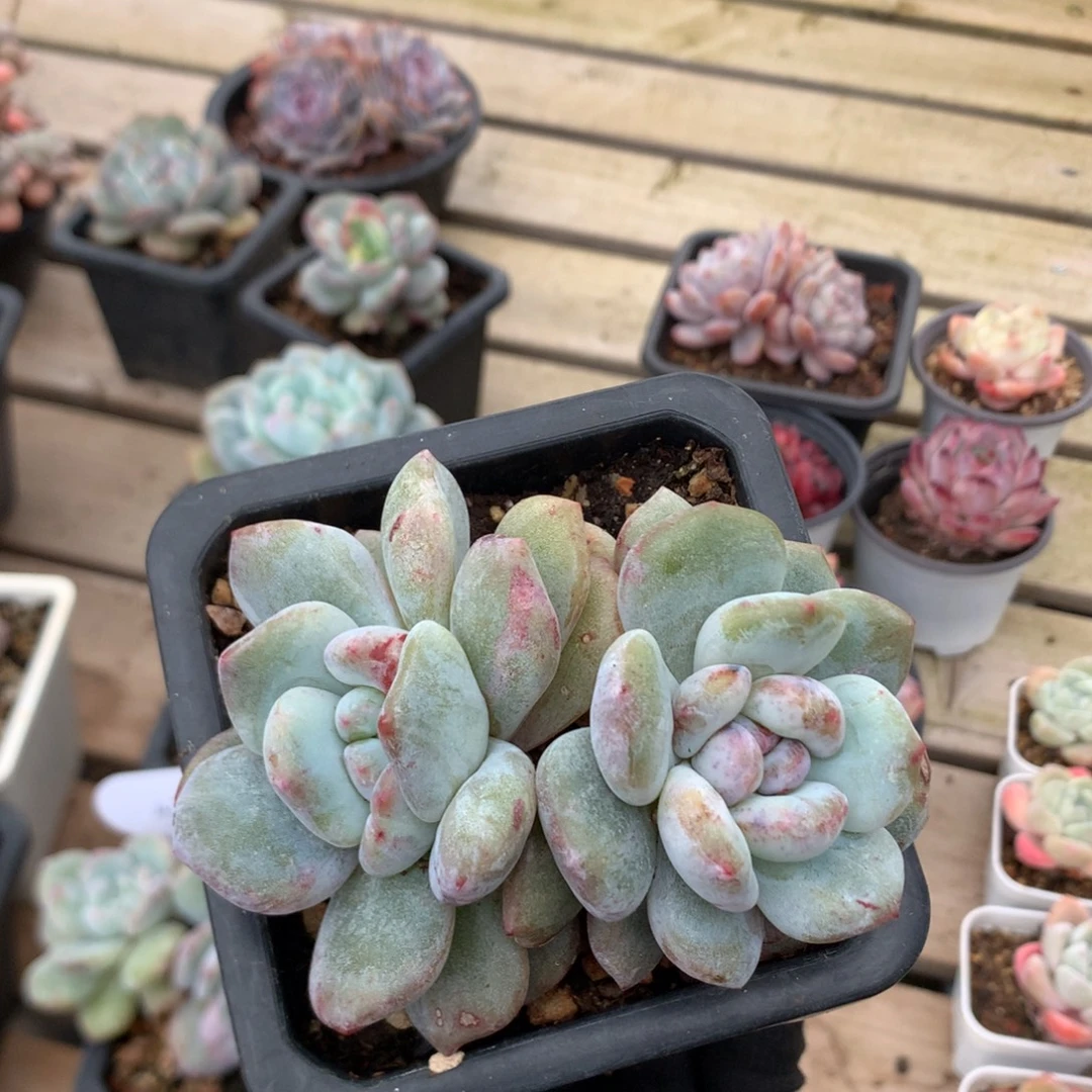 10厘米双头绿底红锦星影石化 5685