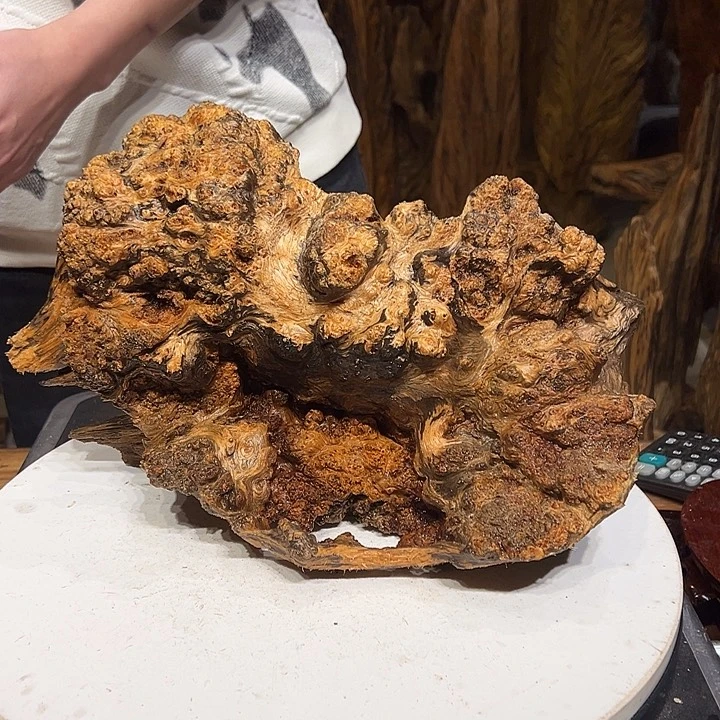 松木（琥珀木）秋**丝