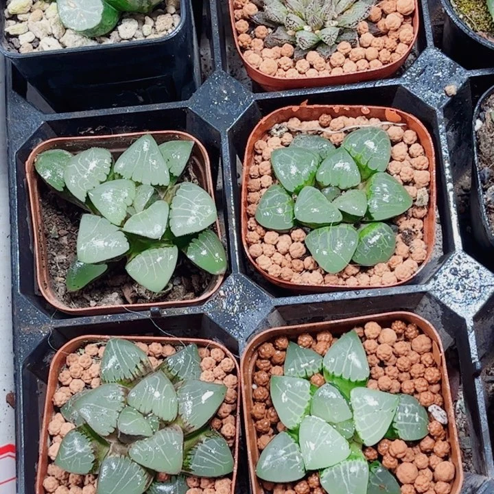 十二卷 四大女神克 套餐福利