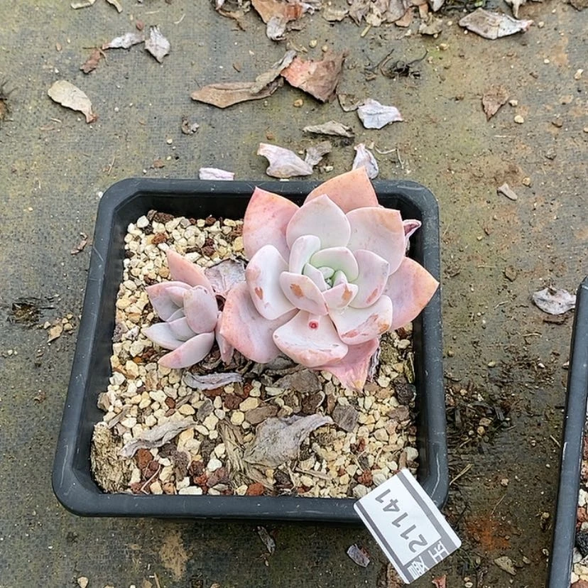 【闪购商品】红茶21141