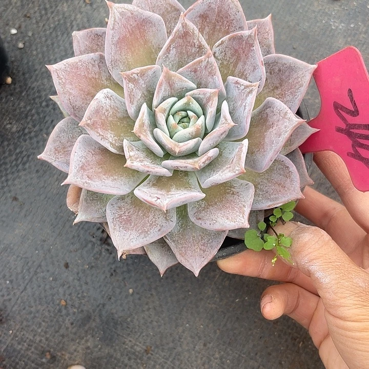 晨语多肉，一物一拍变异244
