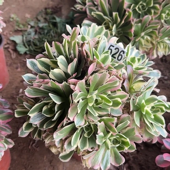 无花朵白凤526号不包断枝有砍过