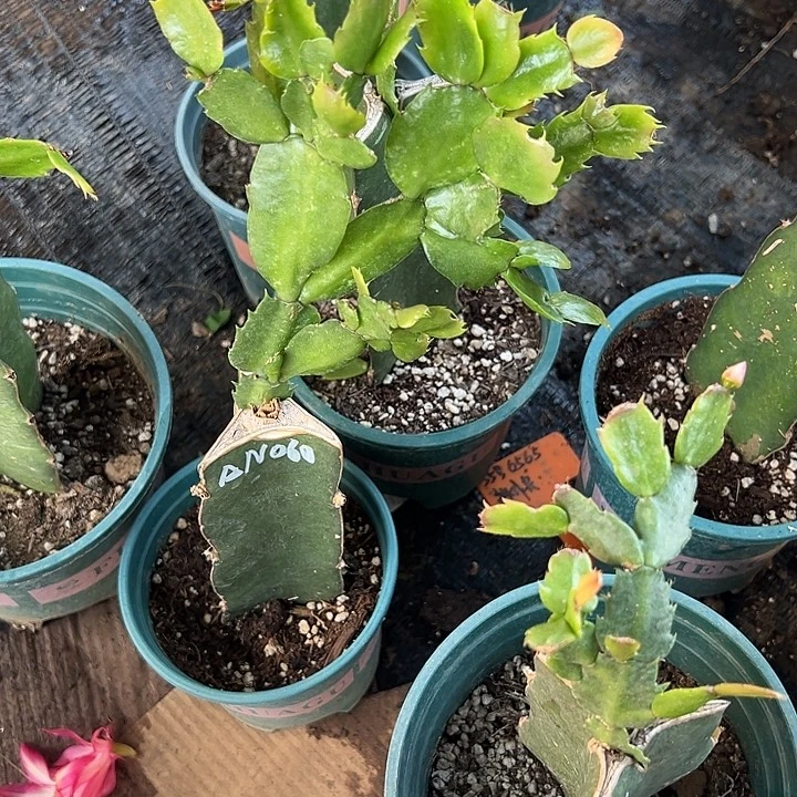 月***爷2号060紫00000000000