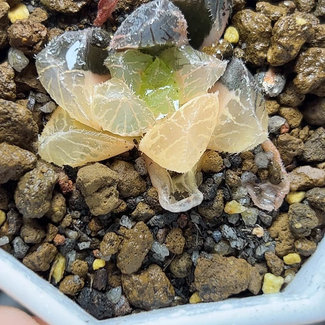 努力比亚锦十二卷多肉