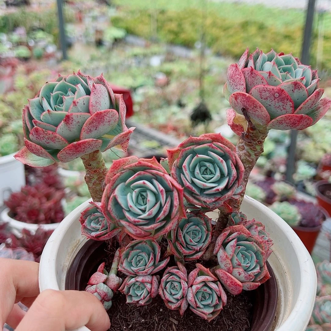 克罗地亚玫瑰多头群生