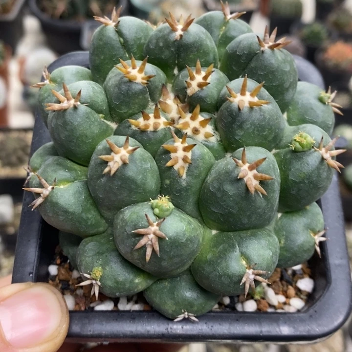 短豪刺象牙特价包邮