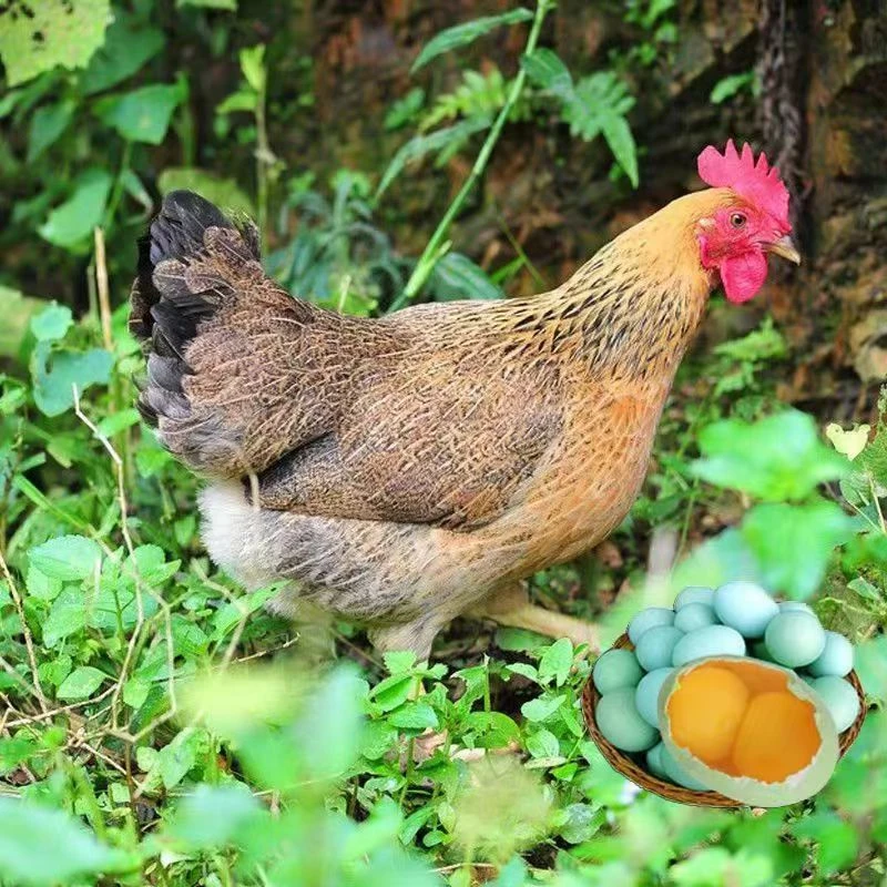 宠物鸡麻羽  活鸡宠物 包邮