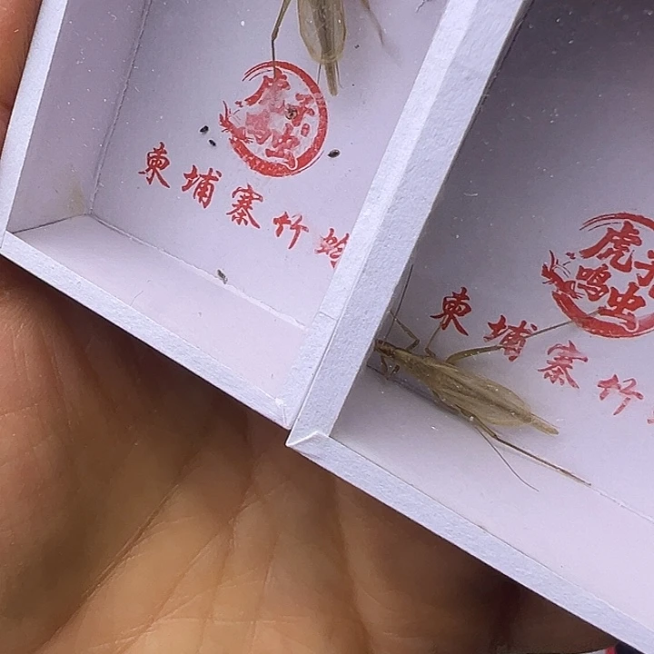 开***咯柬埔寨哈哈哈哈哈哈哈哈哈哈哈