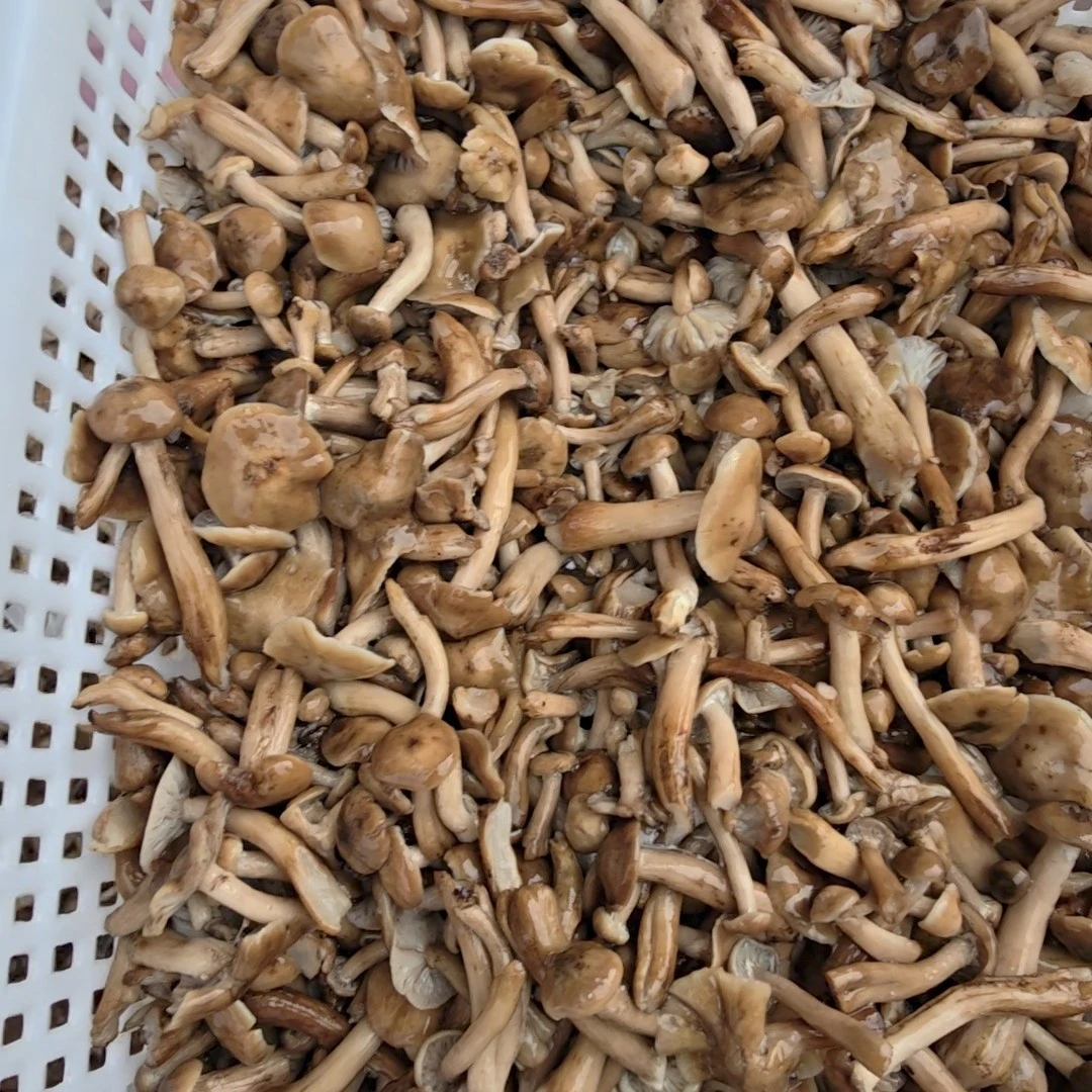 黑龙江鲜榛蘑丁无盐速冻，拌盐咸的