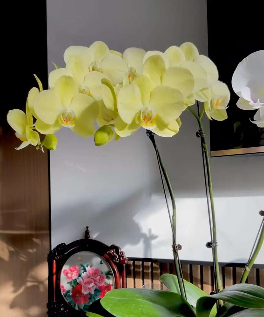 蝴蝶兰【日光浴2.8杯】瑕疵苗。不售后。没有开花