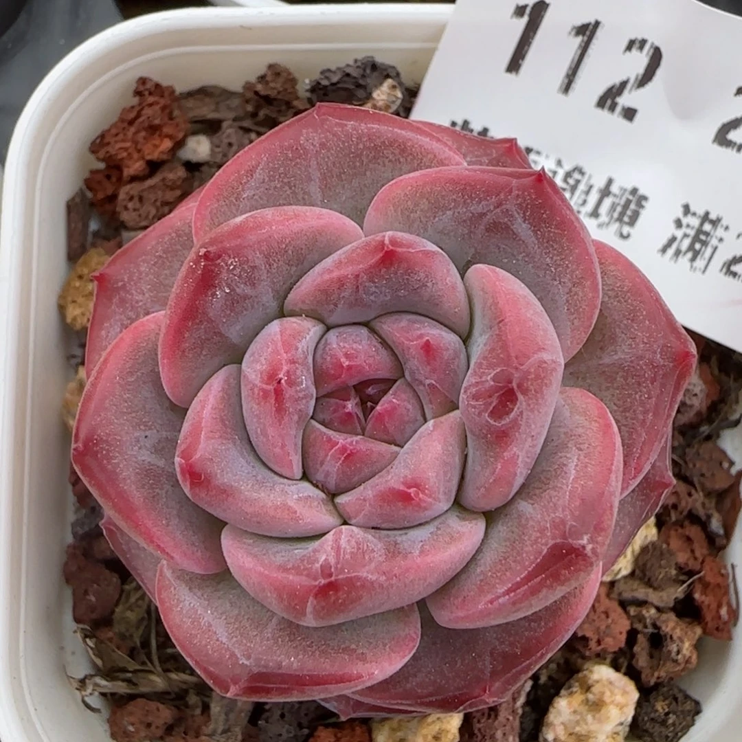 花语逸境0207-112