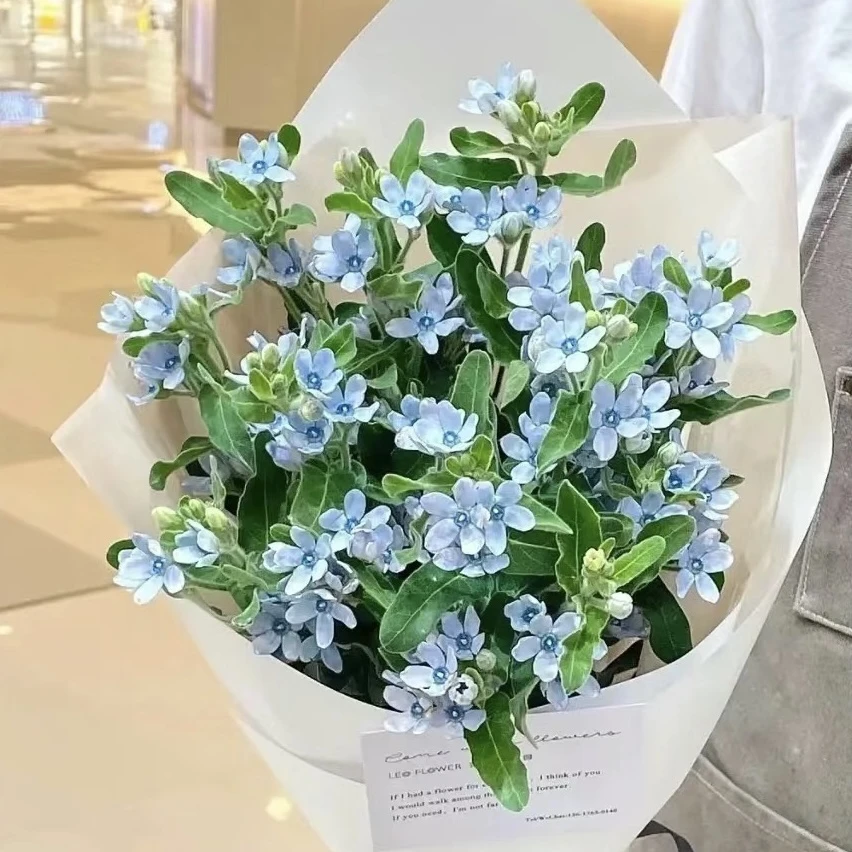 【蓝星花】 自然色 | 全场任意满两单鲜花升级快递