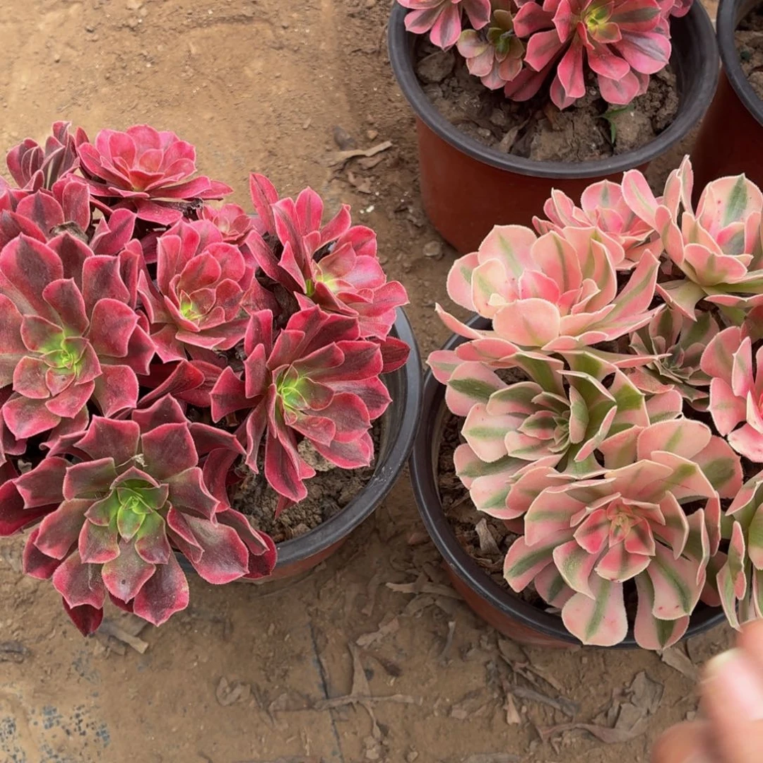 美杜莎粉女巫包邮福利