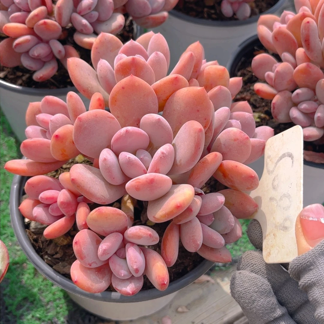 灰姑娘8888888888888