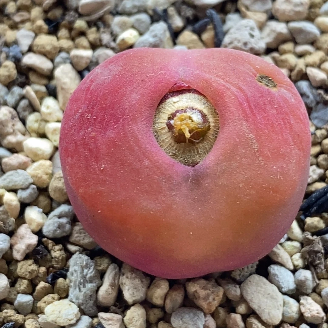 一颗优选1430.5水蜜桃