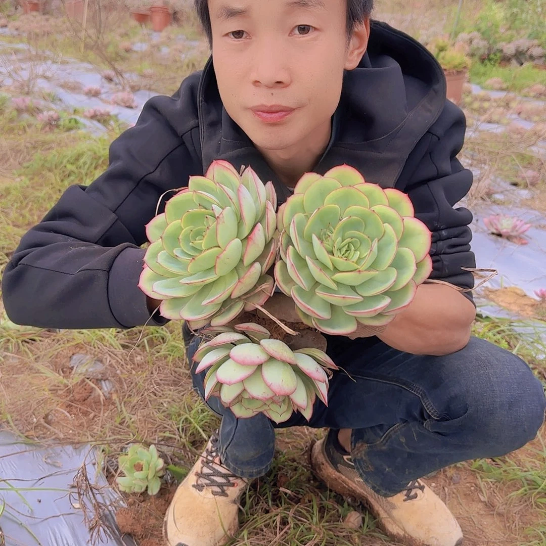 地栽牡丹亭多肉3棵
