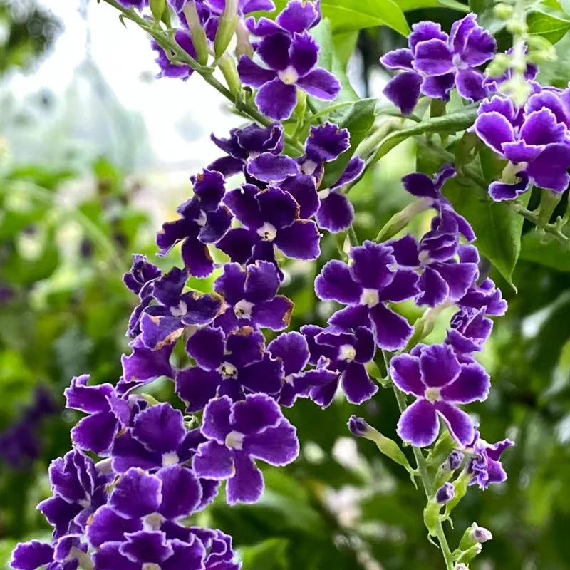 【加大加高80-1米】紫金露棒棒糖独杆开花绿植花卉紫色兰花兰花草