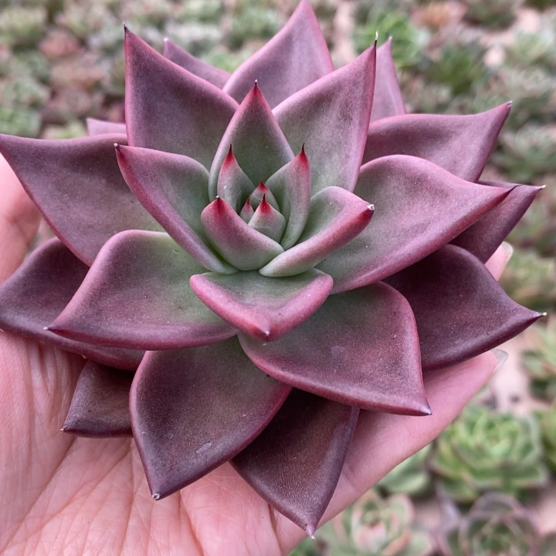 无花朵373 号东云系多肉