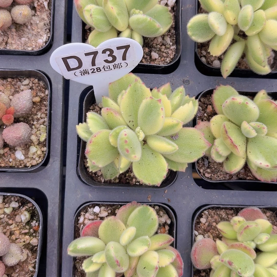 D737白熊一物一拍