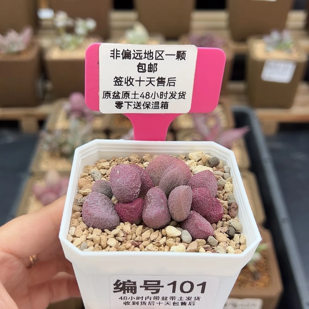 101夏娃多肉植物