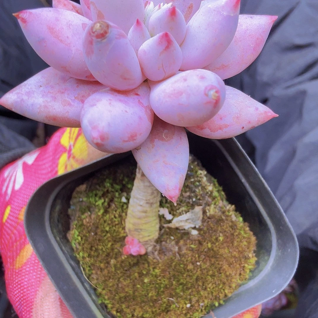 余****024一物一拍单头美人