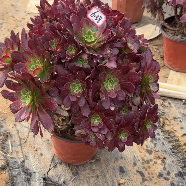 6-38安娜多肉植物