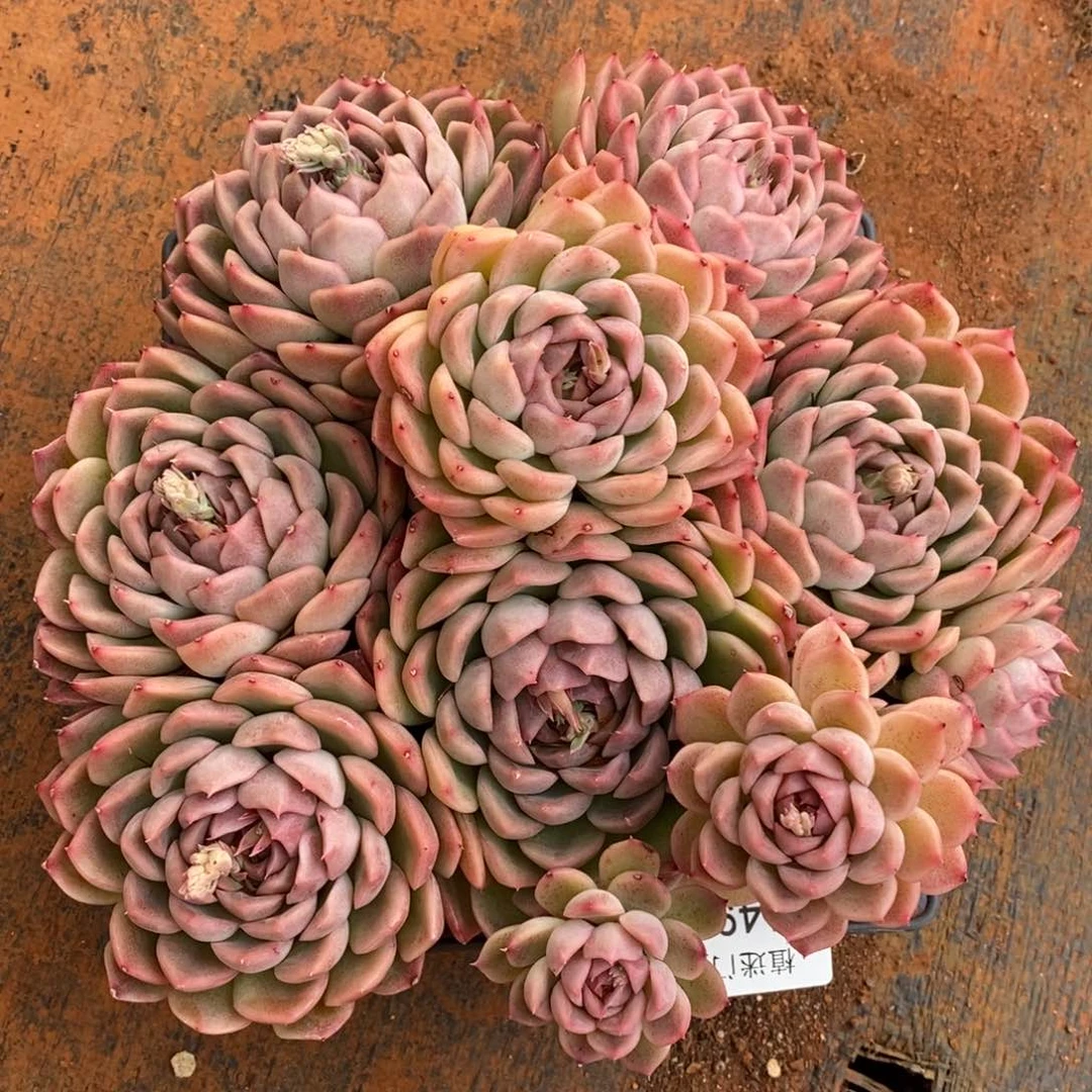 S****ฅ杂交精品多肉1497