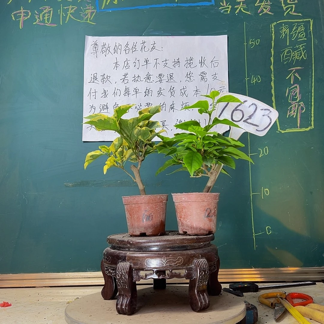 当前无花栽培后可以开花中国丽人掌中宝 口红掌中宝1623