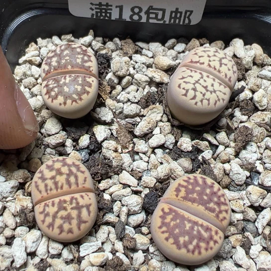【闪购商品】 574。
