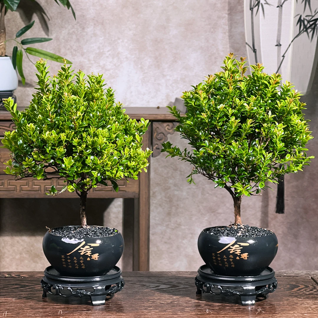 金丝楠木小叶赤盆栽高端美盆景绿植室内客厅茶桌办公室【拍一发二】