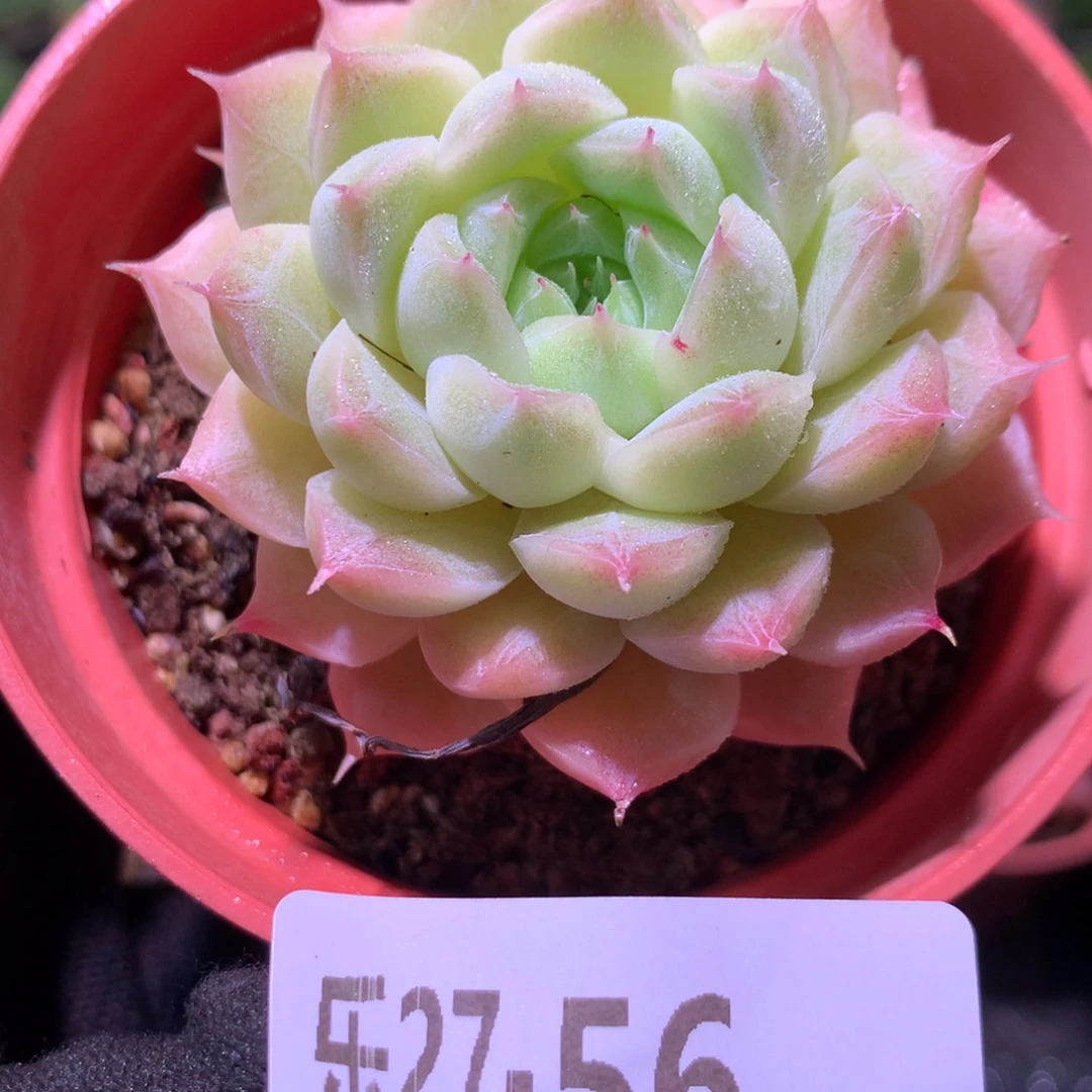 乐然27-56 女王玫瑰