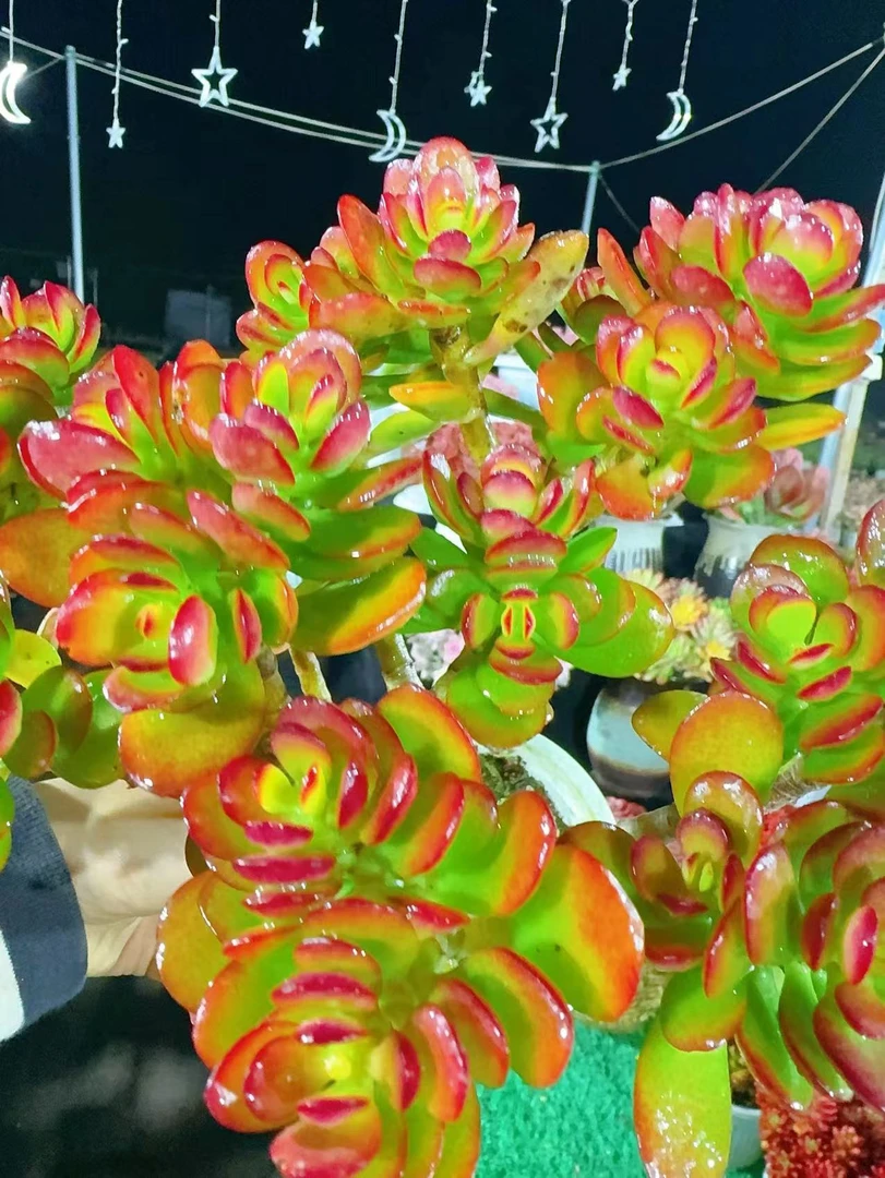 X玉树 云南基地直发 绿植盆栽 带盆带土