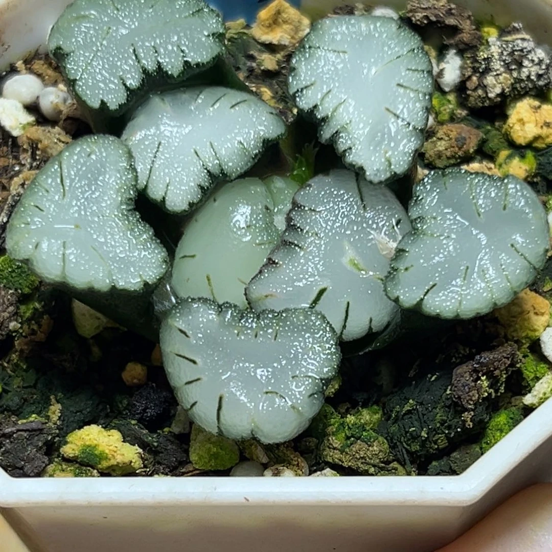 哼**嘿恭喜发财大吉大利719天照