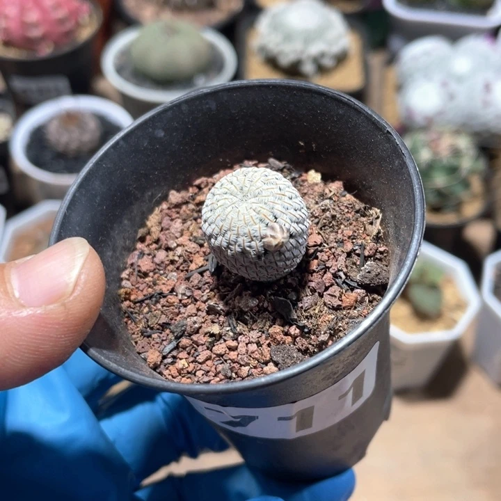 711实生白鞋子仙人球