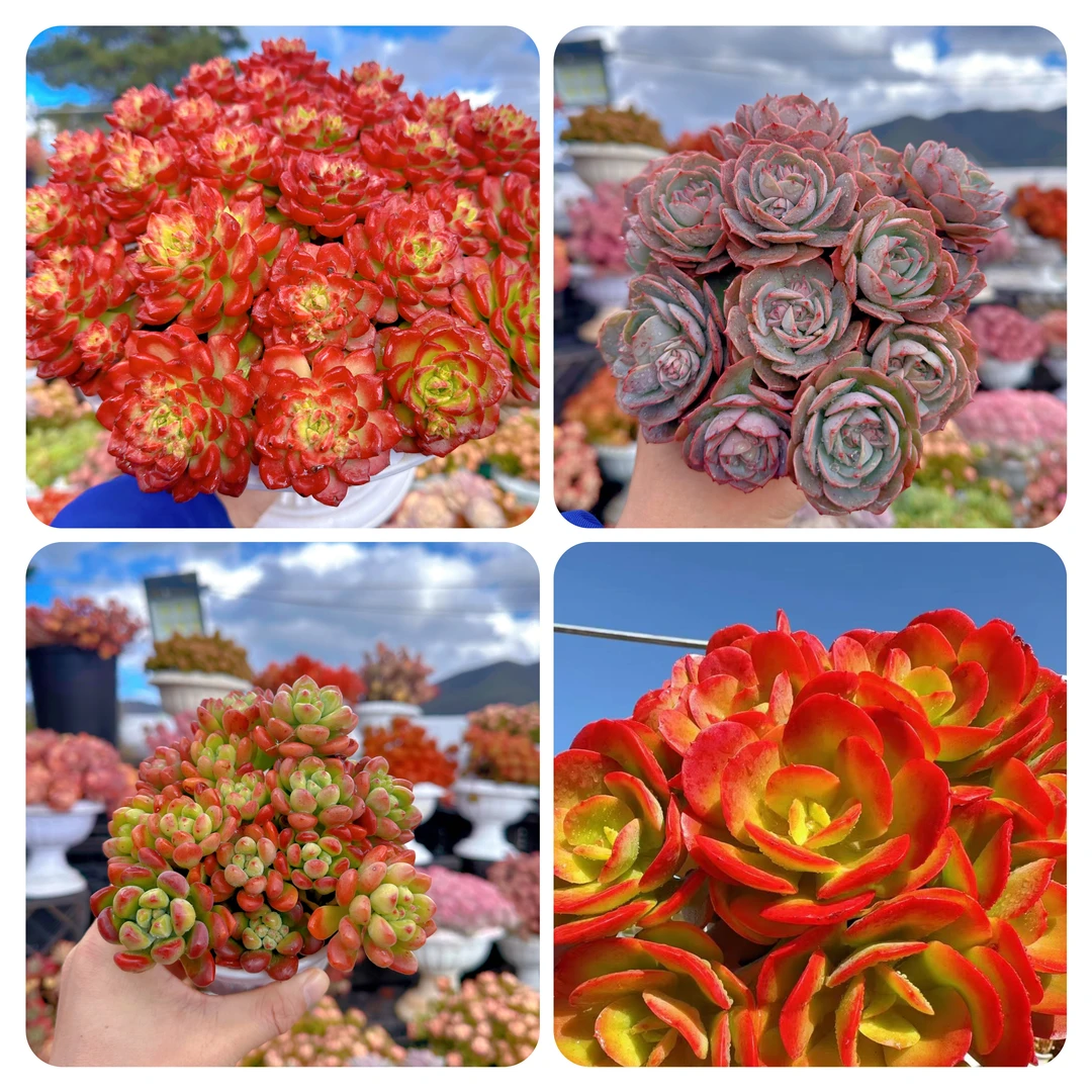 G 爱马斯玫瑰+罗马盆组合 耐晒皮实 绿植 室内室外都能养