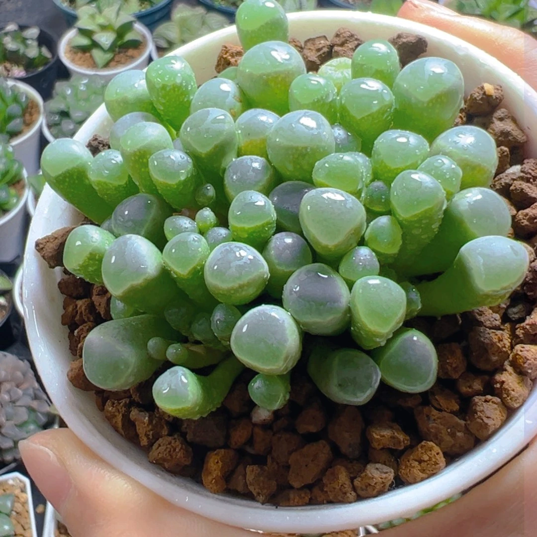 五十玲玉玉露多肉多肉多肉